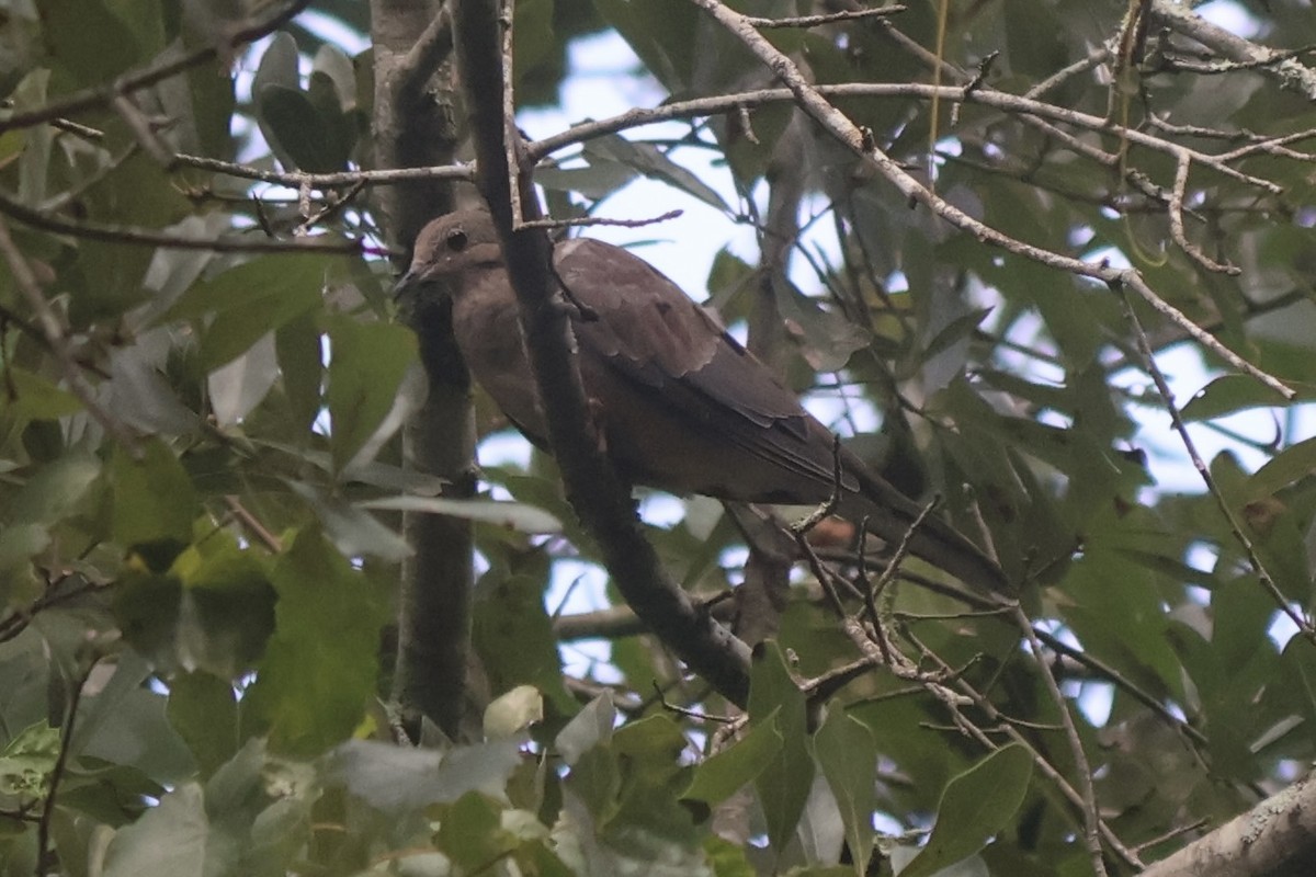 Mourning Dove - ML639631478