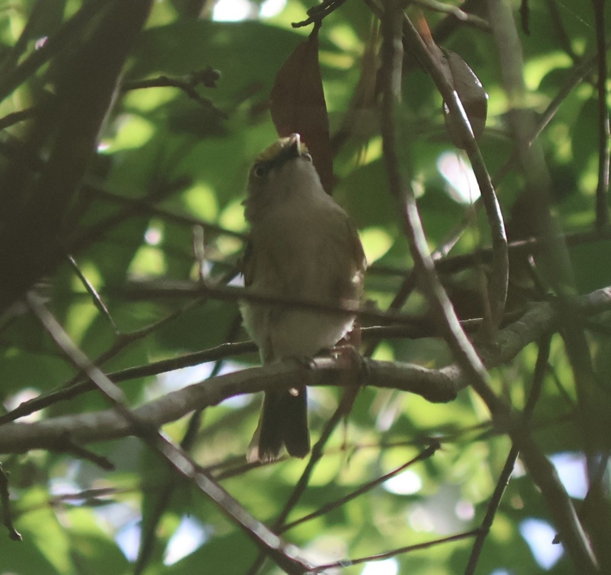 White-eyed Vireo - ML639631488