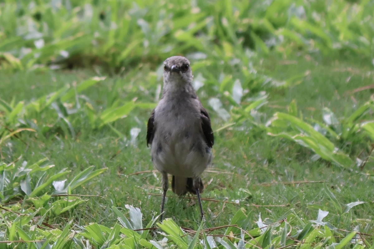 Northern Mockingbird - ML639631499