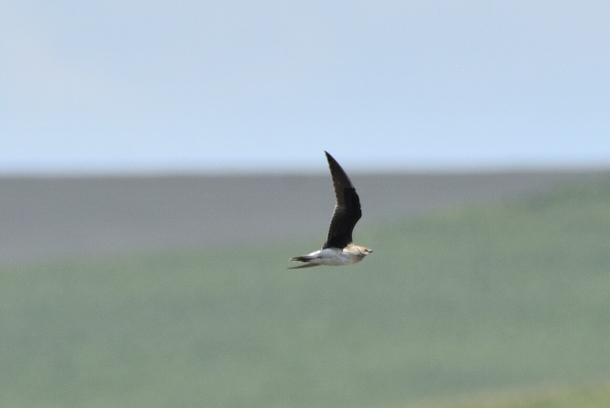 Black-winged Pratincole - ML639631585