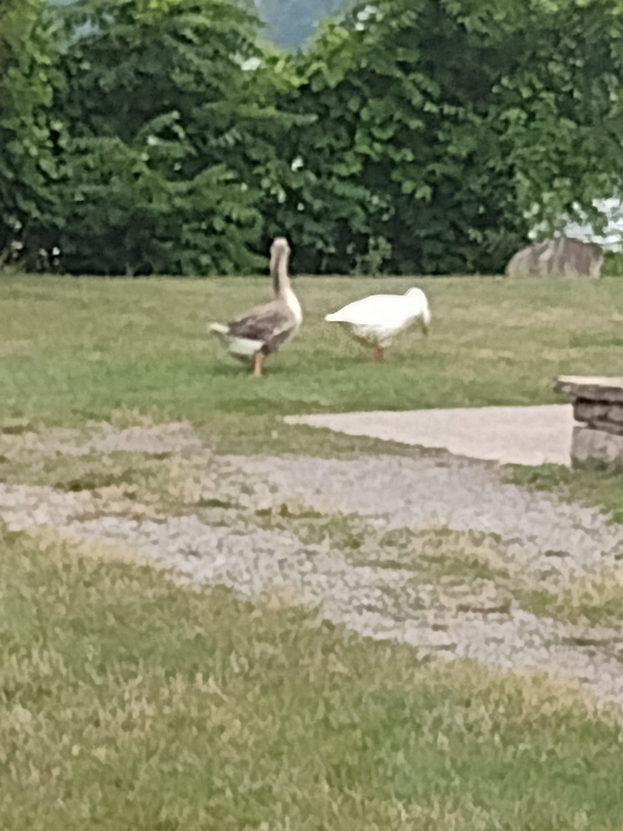 Graylag Goose - ML639631598