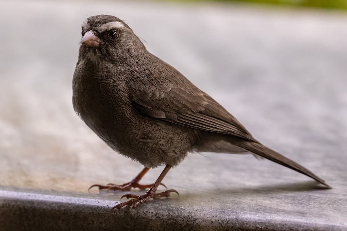 Brown-rumped Seedeater - ML639631630