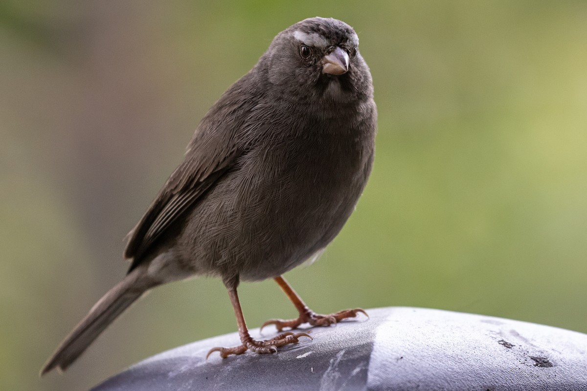 Brown-rumped Seedeater - ML639631631