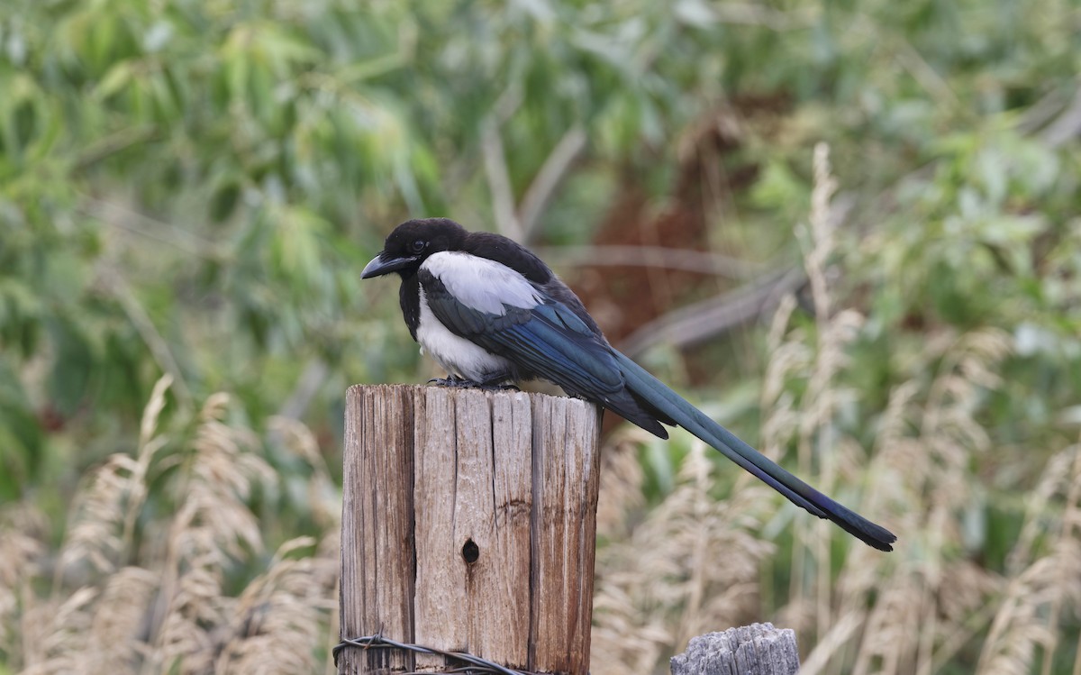 Black-billed Magpie - ML639631651