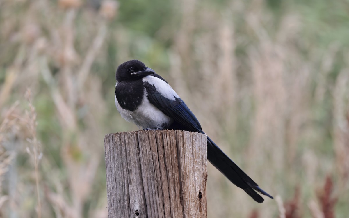 Black-billed Magpie - ML639631652