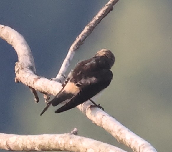 Cliff Swallow - ML639631670