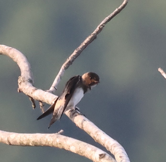 Cliff Swallow - ML639631671
