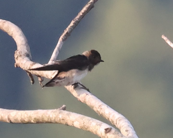 Cliff Swallow - ML639631672