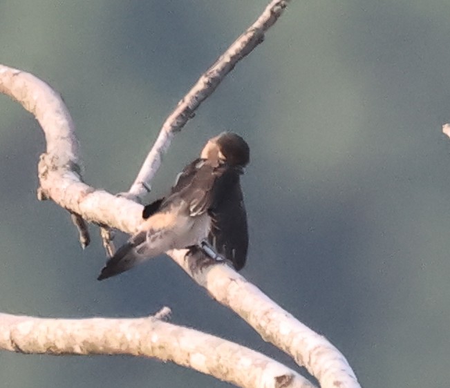 Cliff Swallow - ML639631673