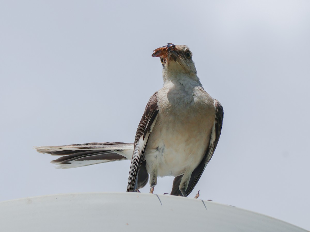 Northern Mockingbird - ML639631692
