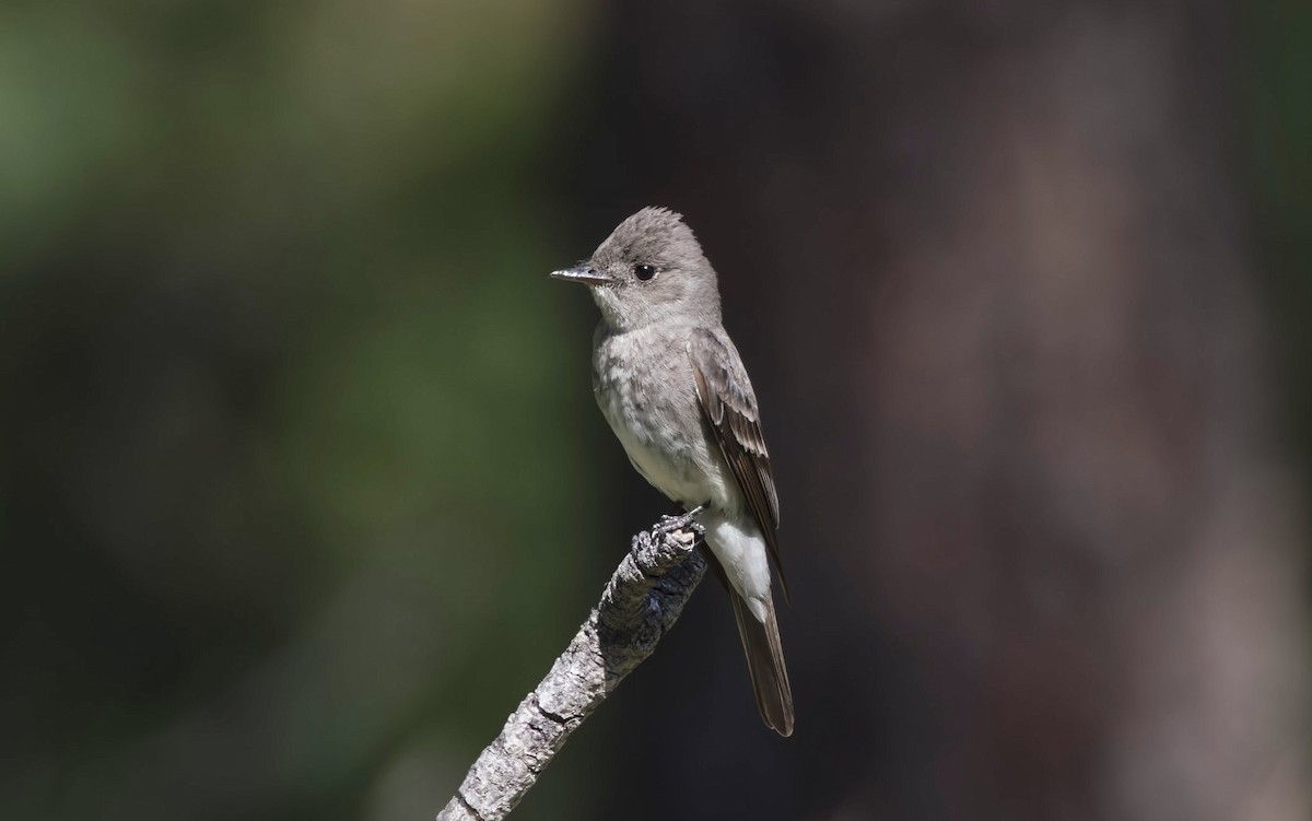 Western Wood-Pewee - ML639631712