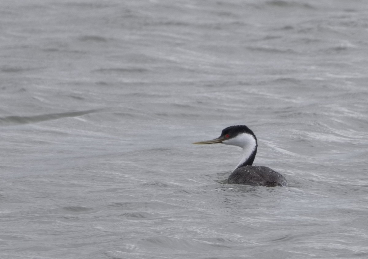 Western Grebe - ML639631750