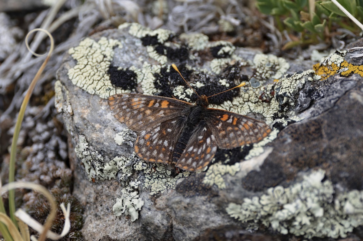 Anicia Checkerspot - ML639631771