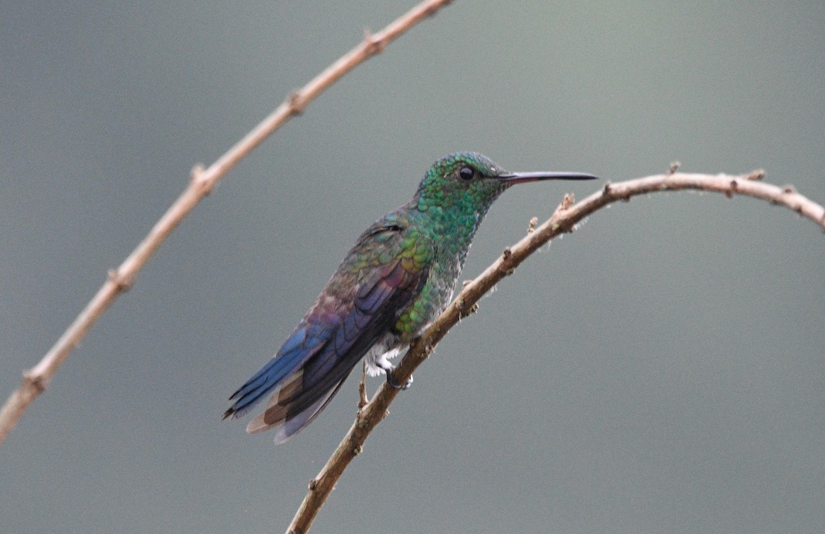 Blue-tailed Hummingbird - ML639631794