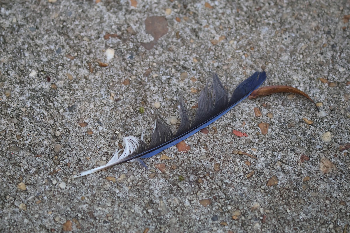 Blue Jay - ML639631805