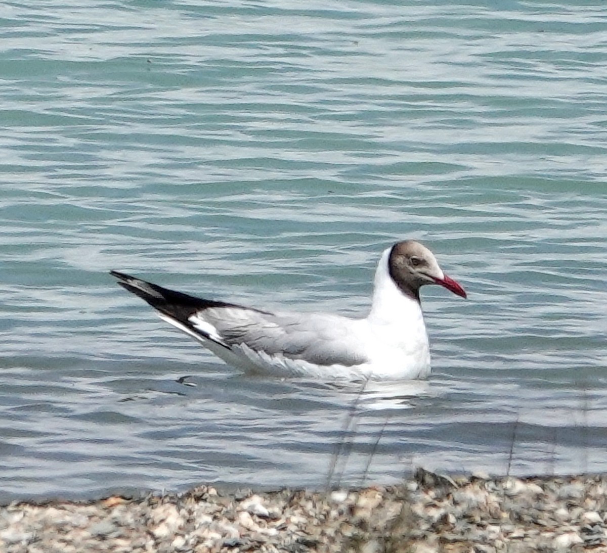 asiahettemåke - ML639631813