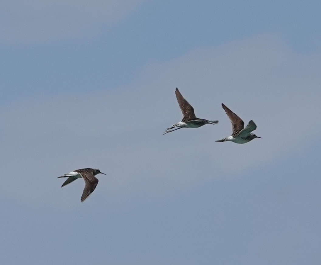 Wood Sandpiper - ML639631819