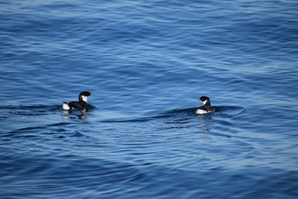 Ancient Murrelet - ML639631833