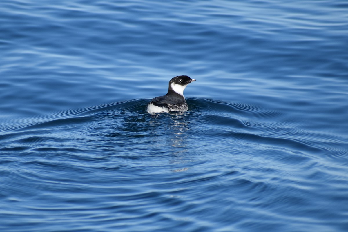 Ancient Murrelet - ML639631844