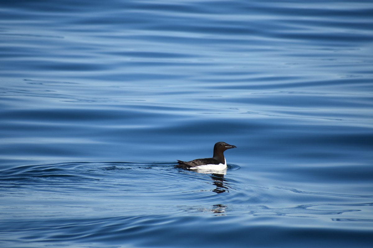 Thick-billed Murre - ML639631883