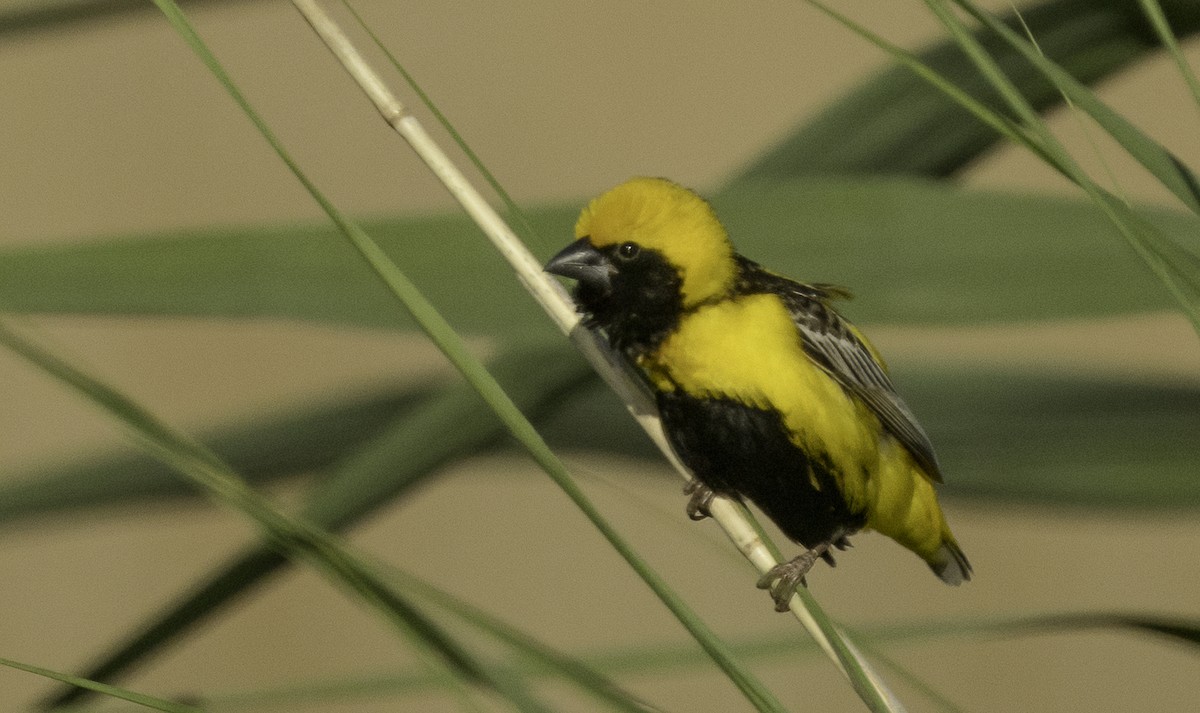 gulkronebisp - ML639631885