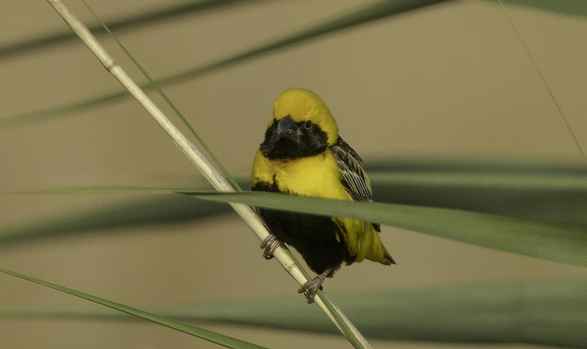 gulkronebisp - ML639631887