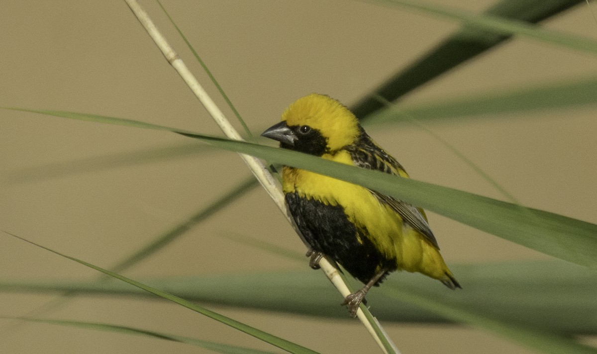 gulkronebisp - ML639631888