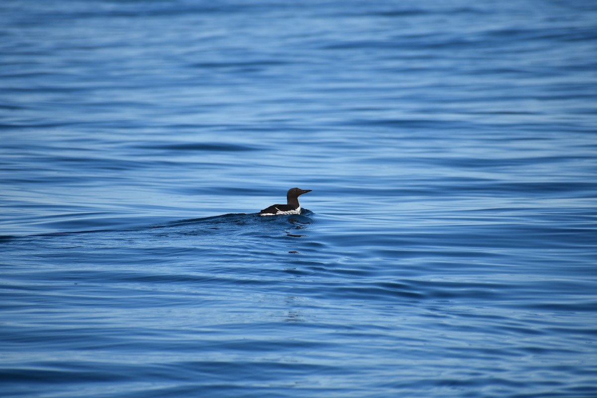 Common Murre - ML639631903