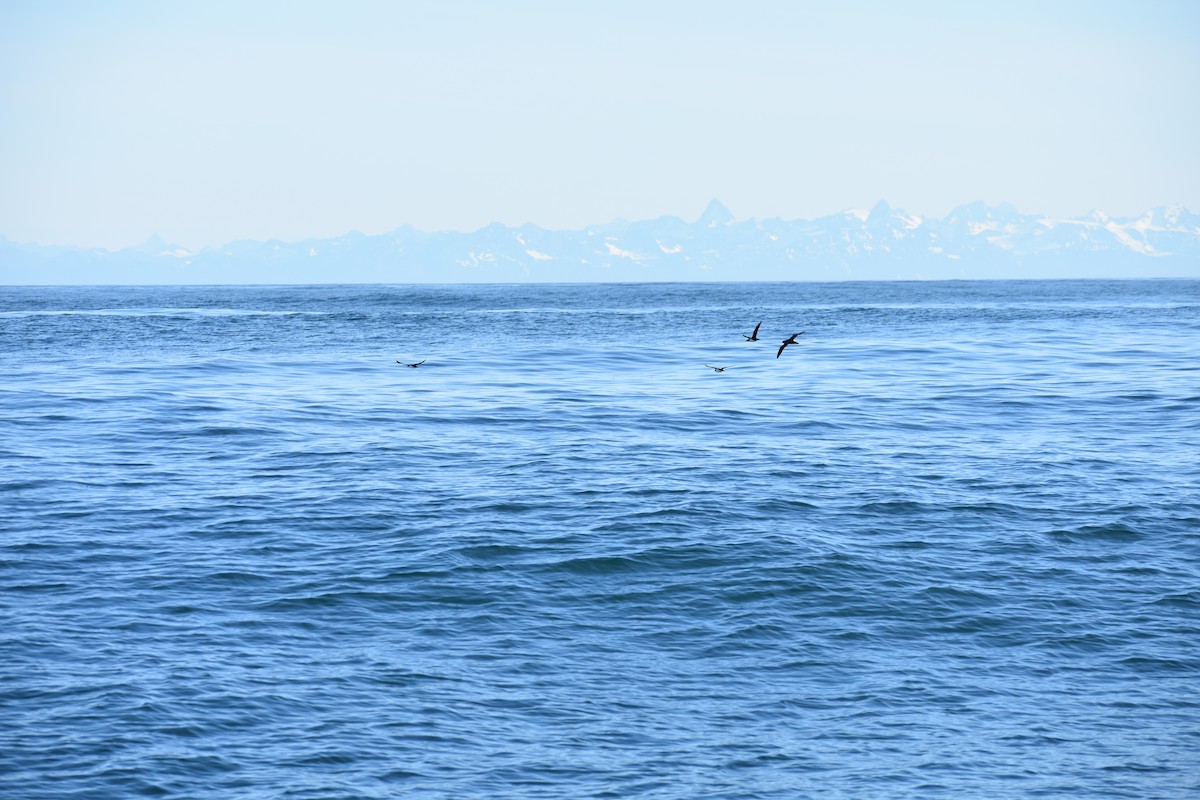 Manx Shearwater - ML639631954