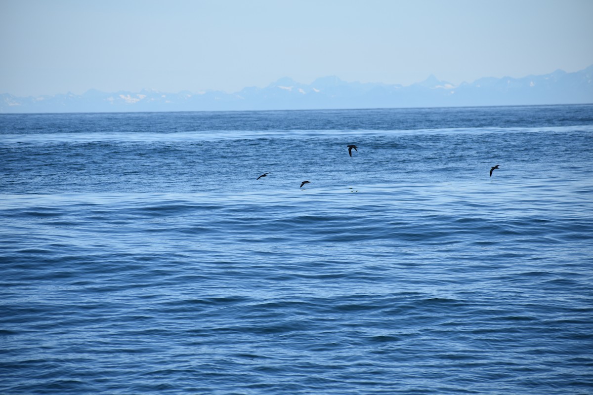 Manx Shearwater - ML639631959