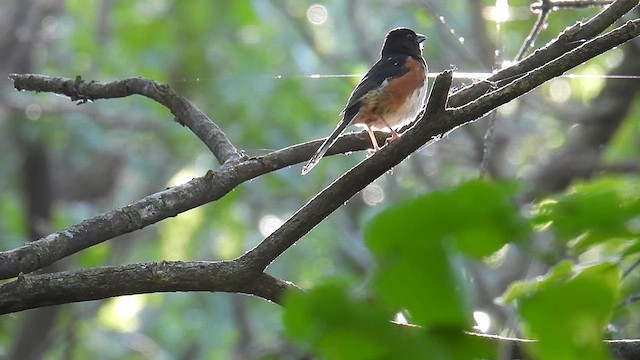 雑種 ホシワキアカトウヒチョウ ｘ ワキアカトウヒチョウ - ML639632014