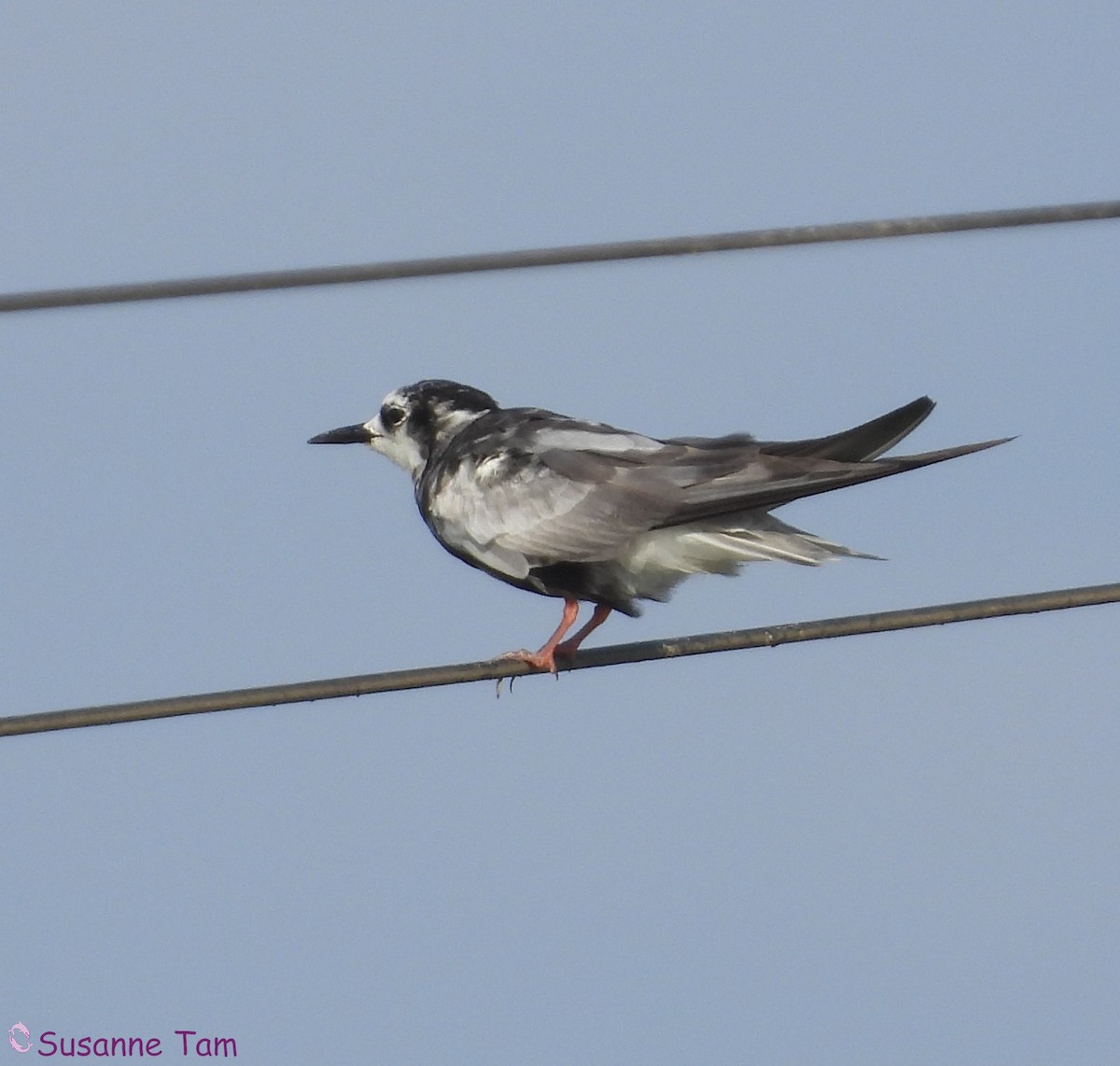 White-winged Tern - ML639632017