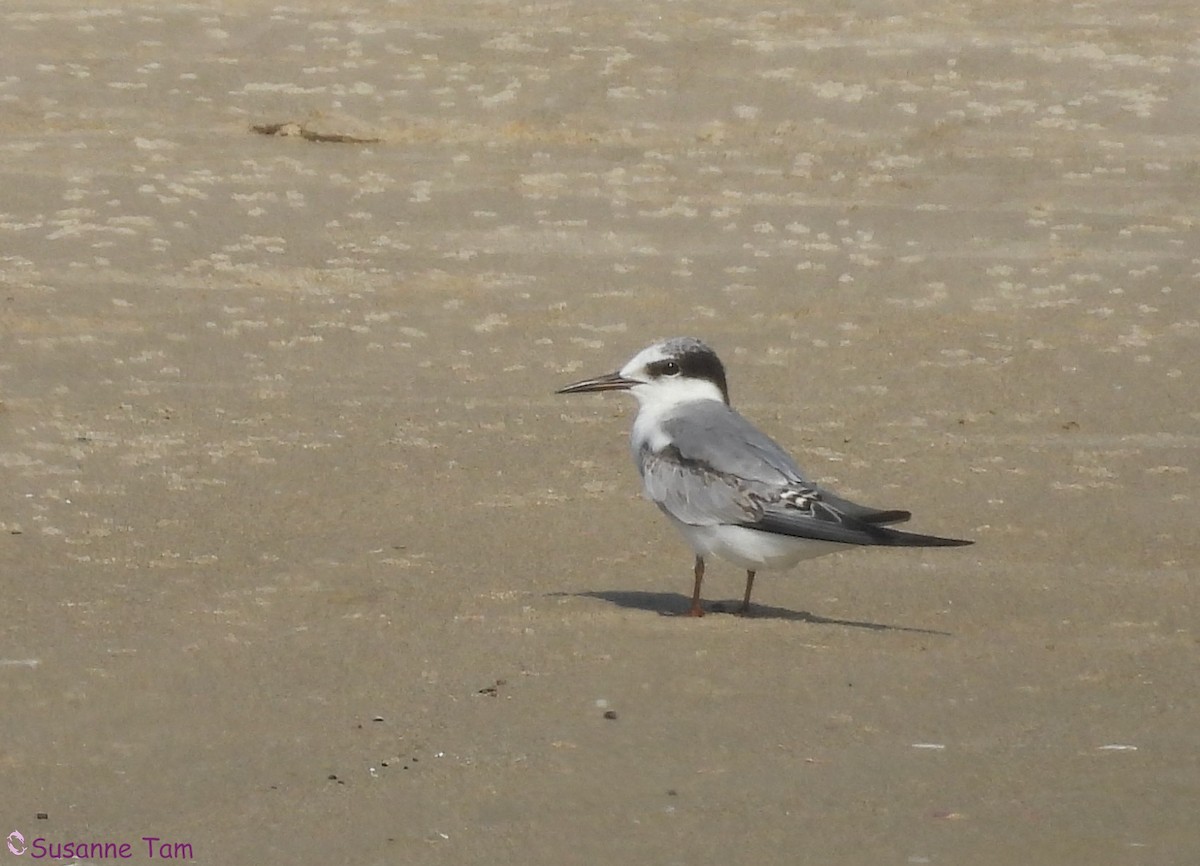 Little Tern - ML639632040