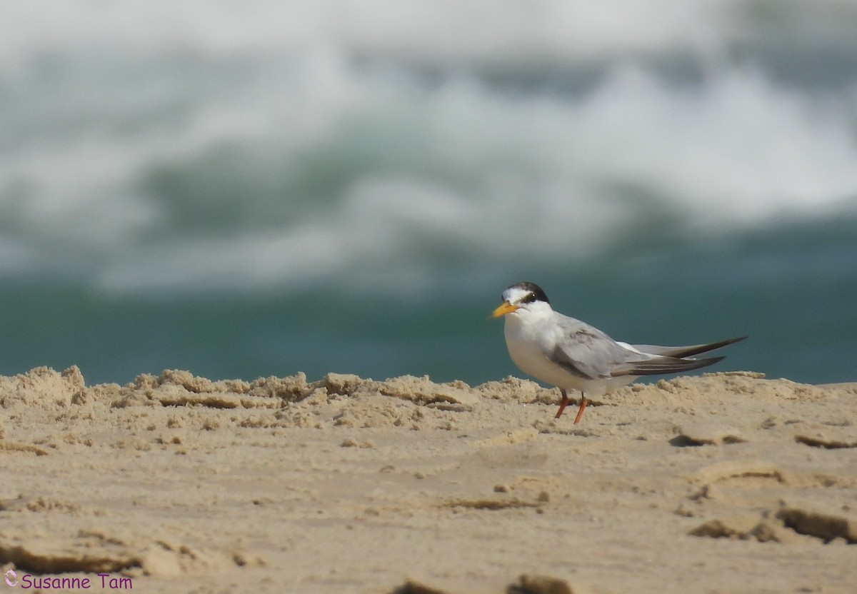 Little Tern - ML639632041