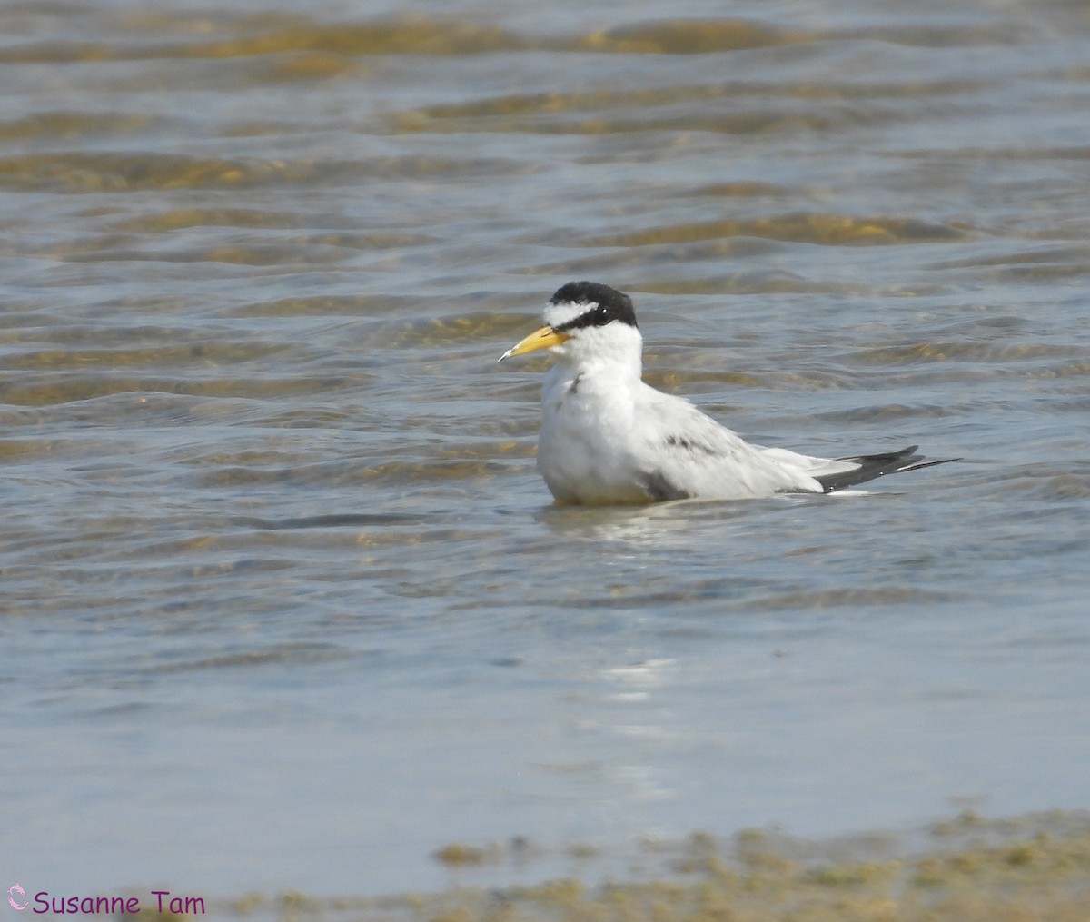 Little Tern - ML639632042