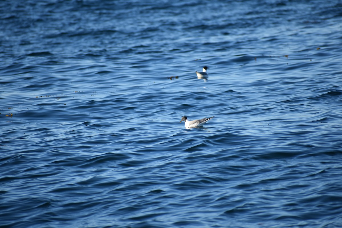 Sabine's Gull - ML639632062