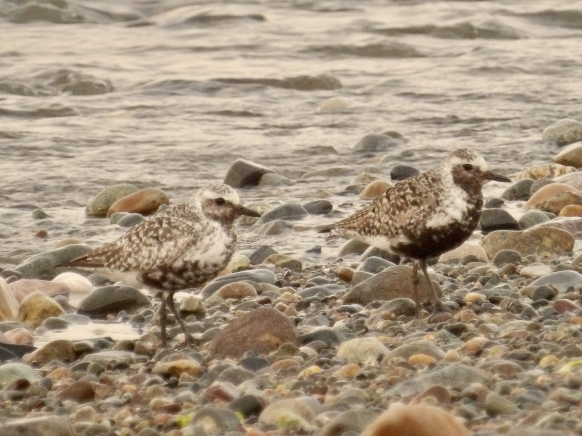 Black-bellied Plover - ML639632141