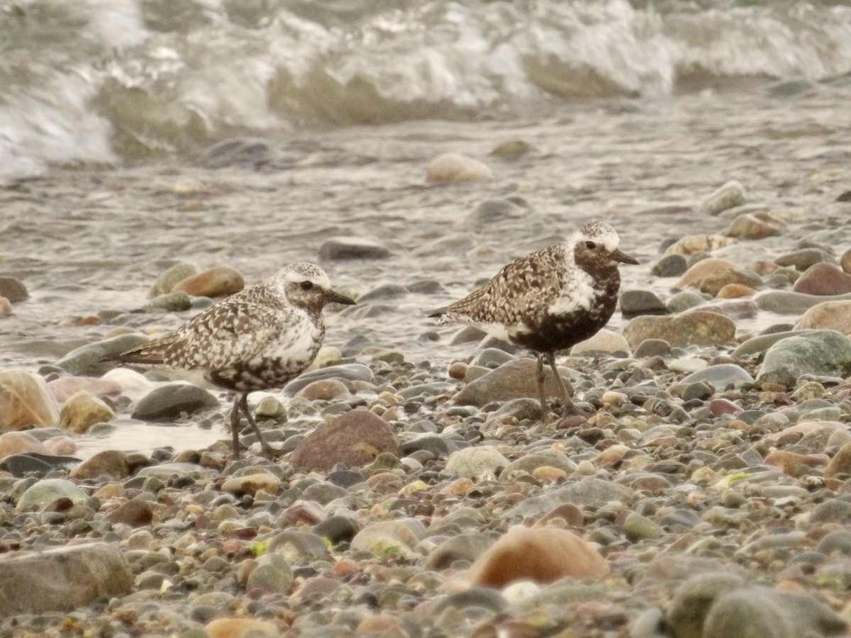 Black-bellied Plover - ML639632142