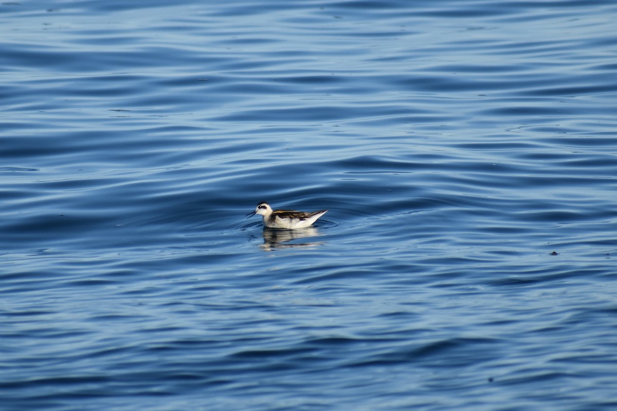 Red-necked Phalarope - ML639632144