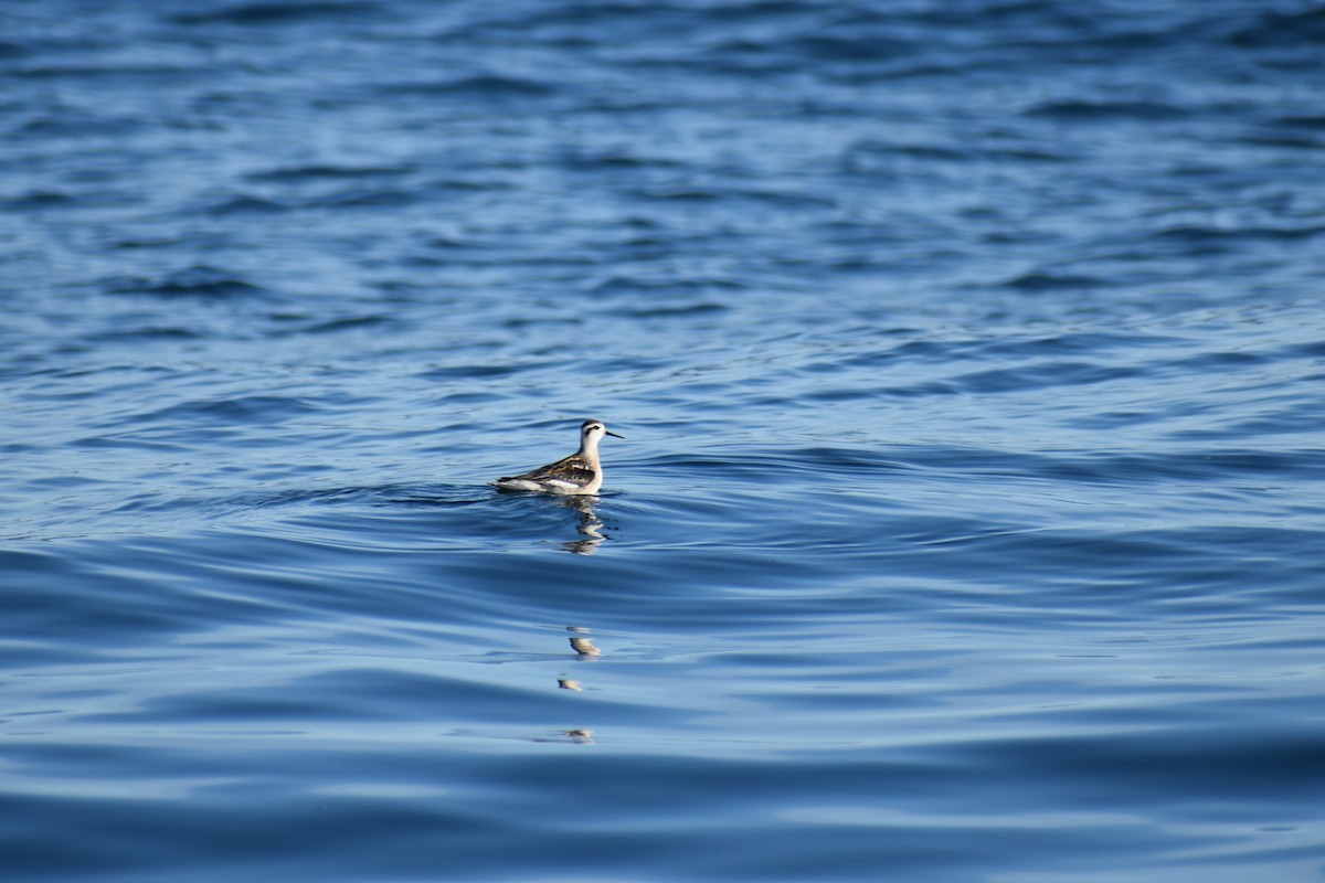 Red-necked Phalarope - ML639632145