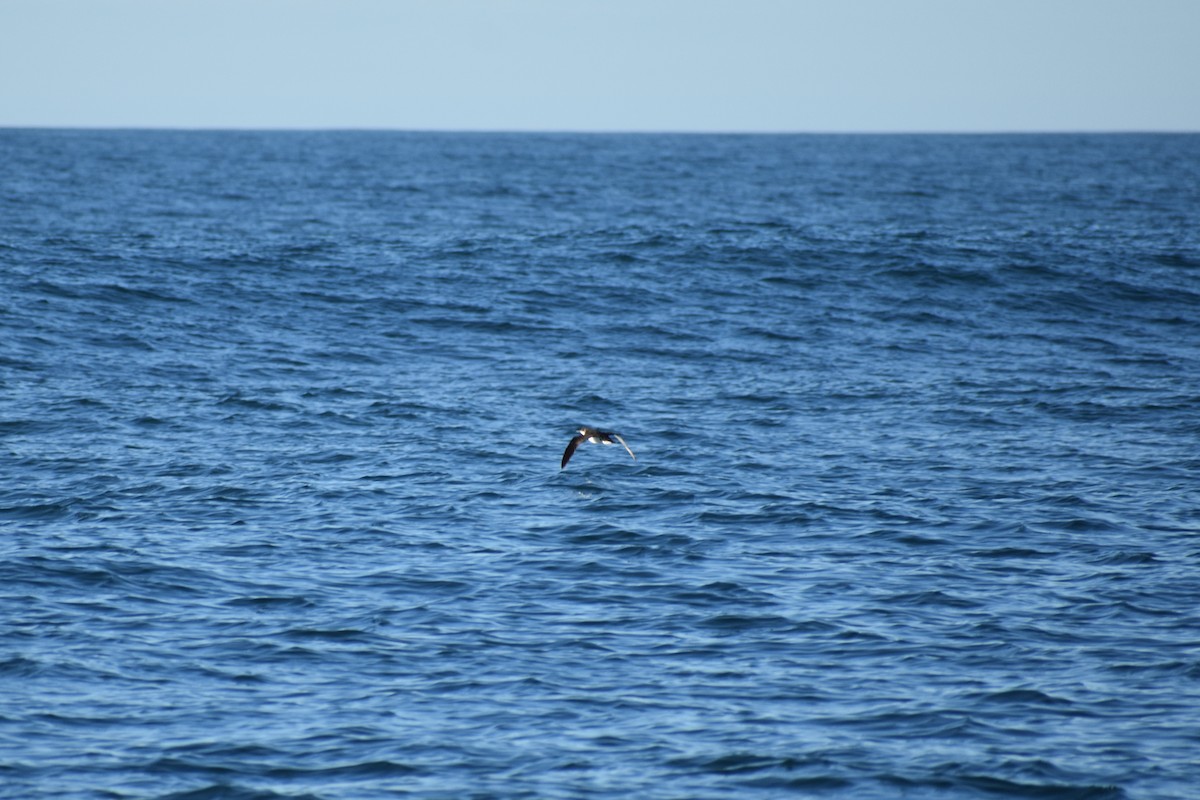 Manx Shearwater - ML639632148