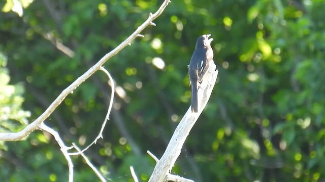 Eastern Towhee - ML639632163
