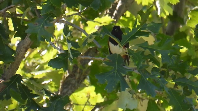 Eastern Towhee - ML639632165