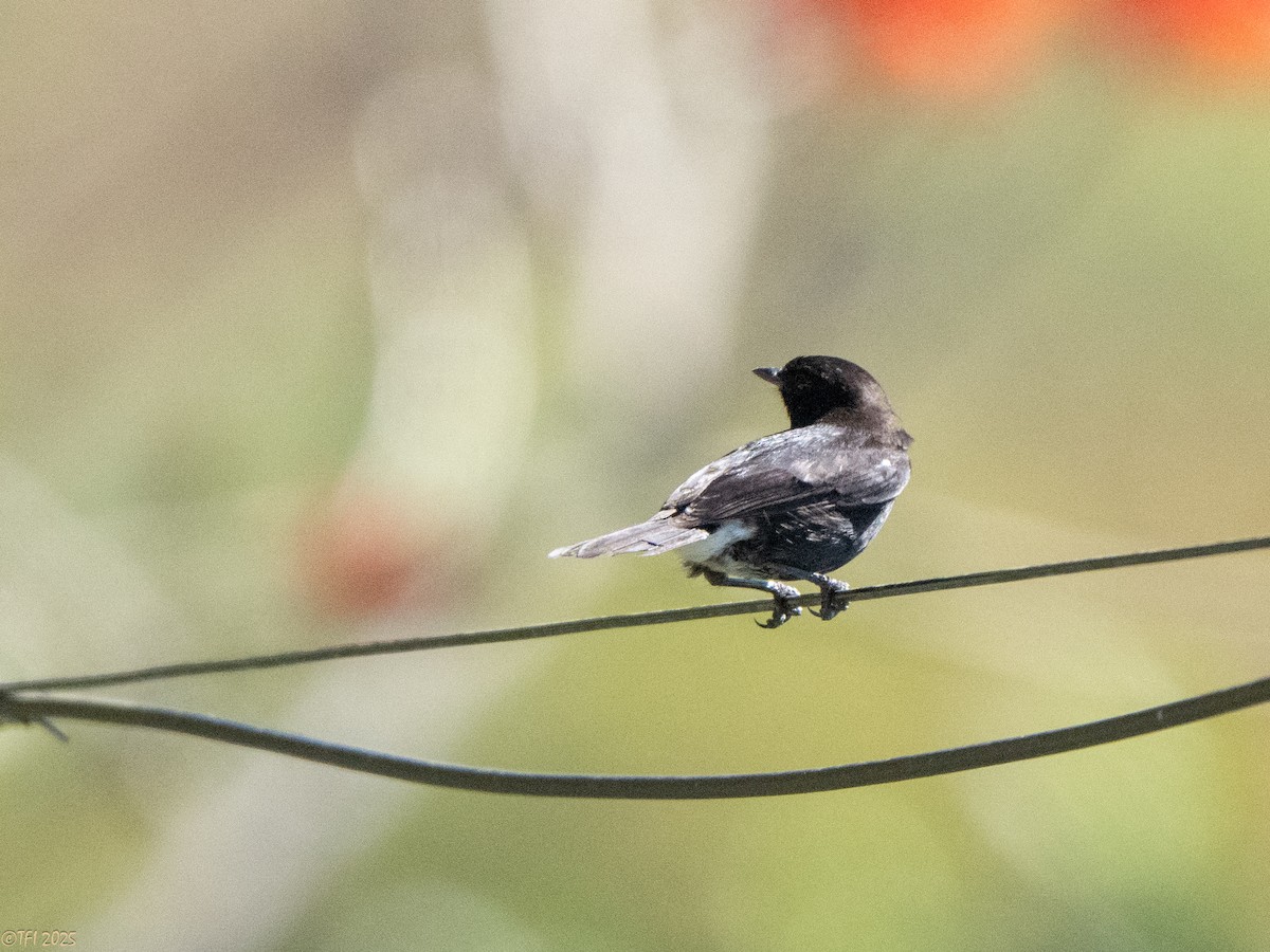 Pied Bushchat - ML639632203