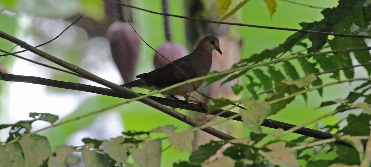 Pigeon à masque blanc (principalis) - ML639632206