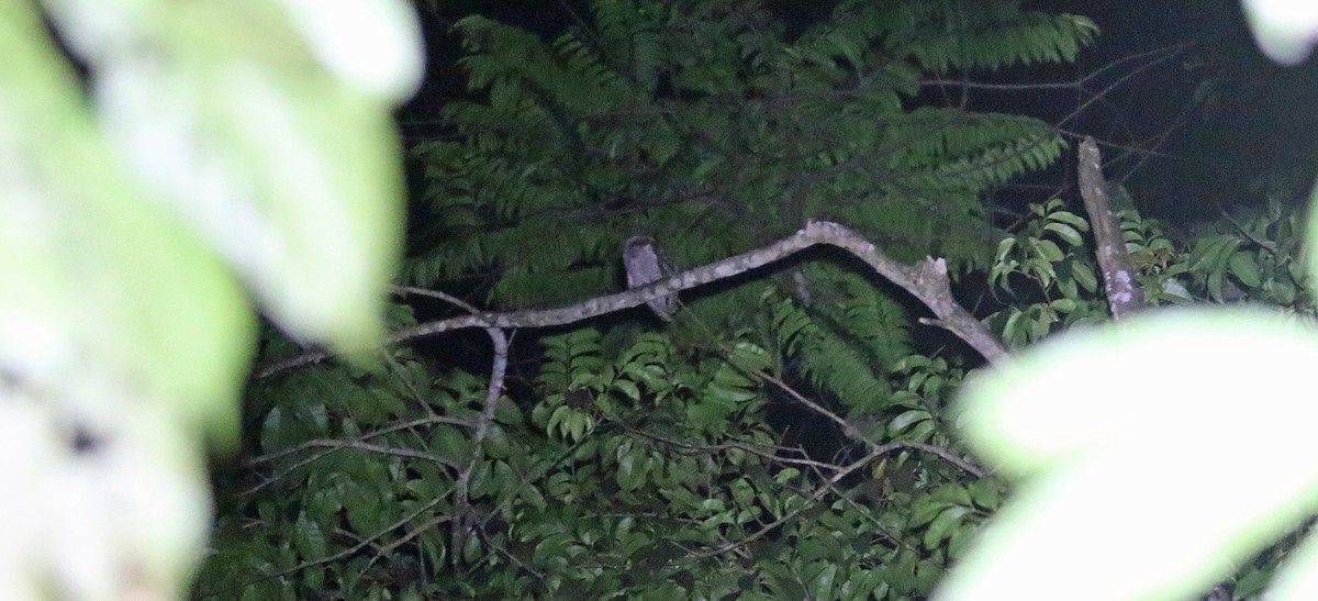Principe Scops-Owl - ML639632233