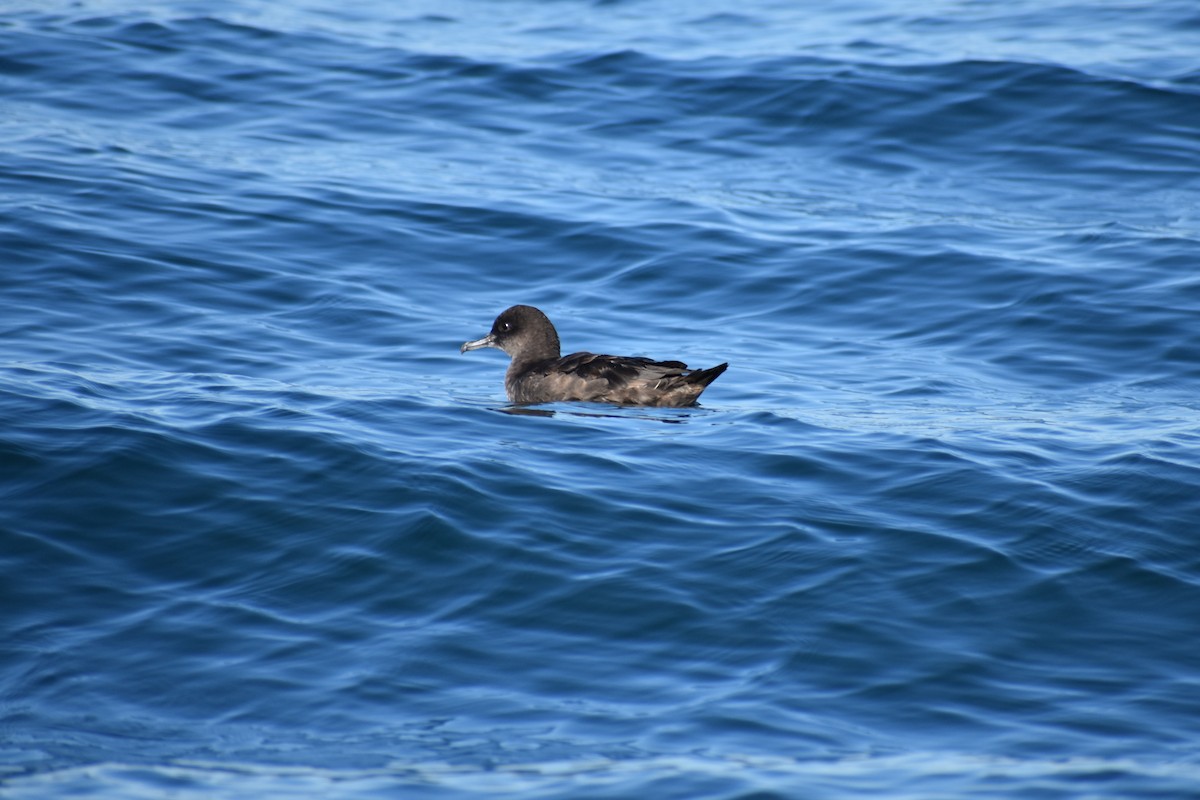 Short-tailed Shearwater - ML639632286