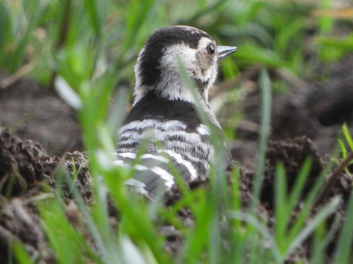 Pic épeichette - ML639632351