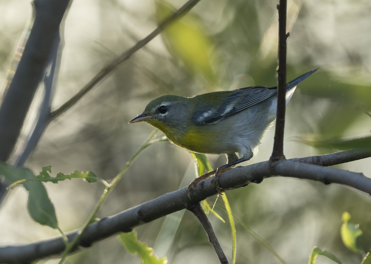 Kuzeyli Parula - ML639632379
