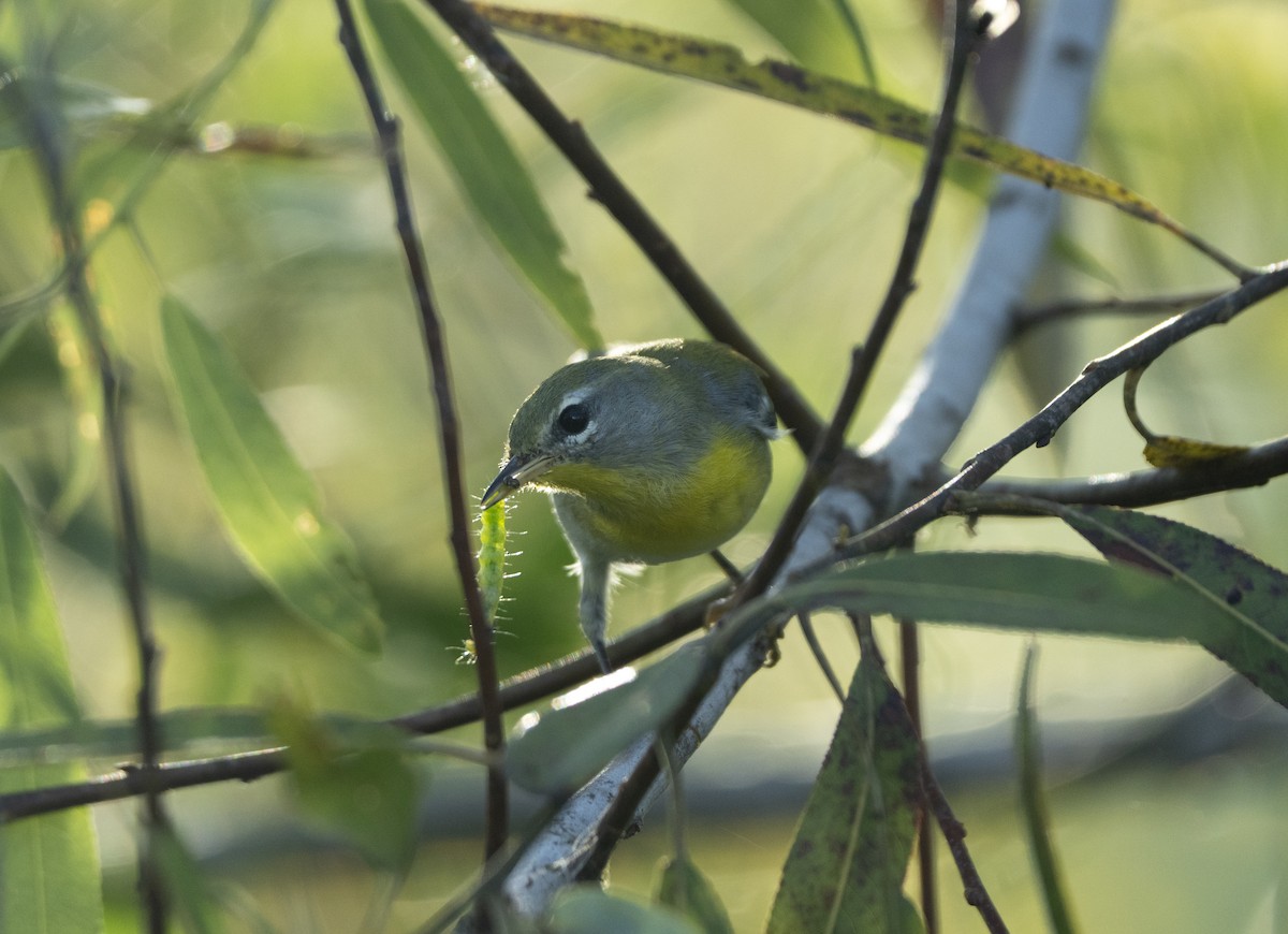 Kuzeyli Parula - ML639632388